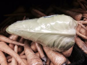 Pointed Cabbage 2